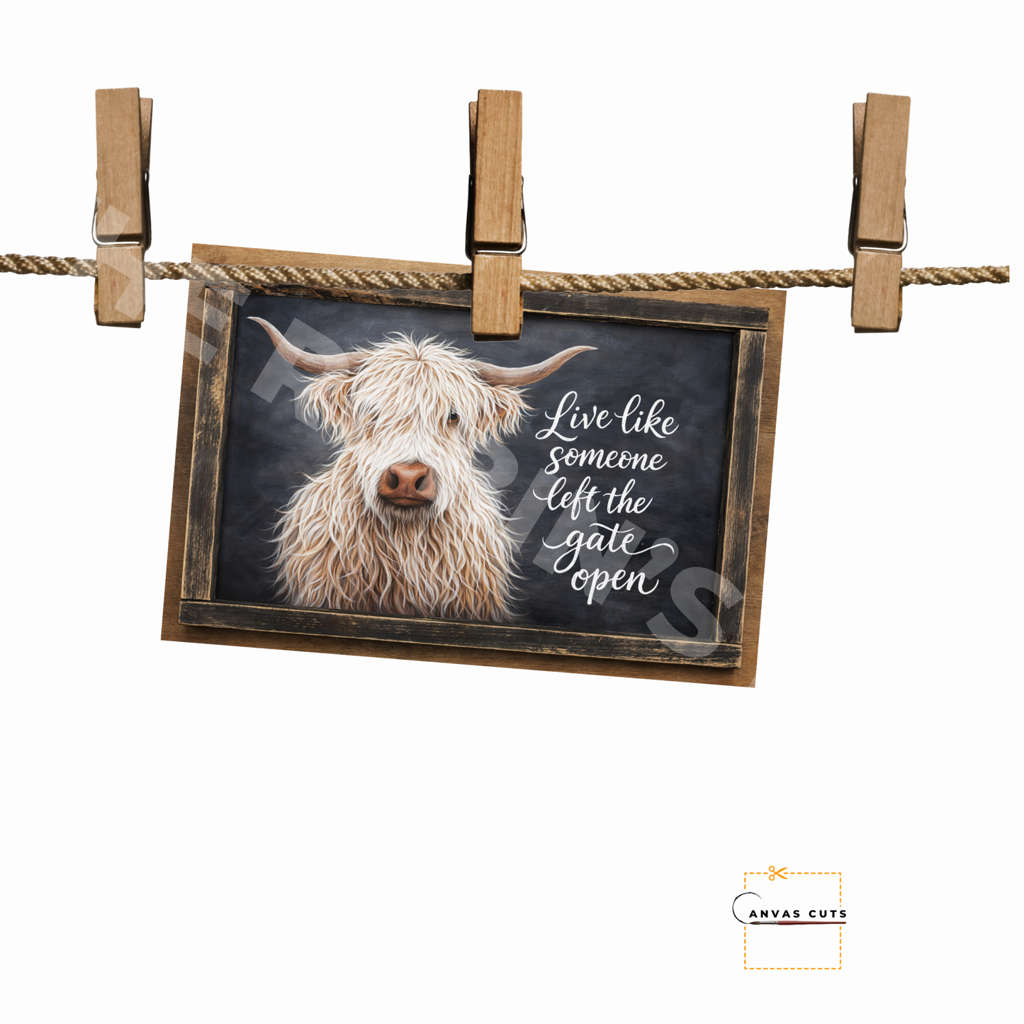 White Highland Cow – “Live Like Someone Left the Gate Open”